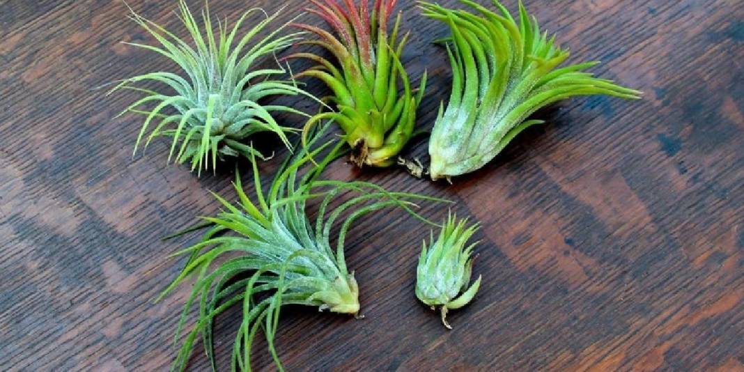 Saksı ve toprağa veda vakti! Havada asılı kalarak büyüyor, talep gittikçe artıyor: Yetiştiren paraya para demiyor 2